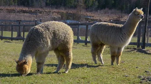 Two alpacas grazing on green grass Stock Footage 151649564