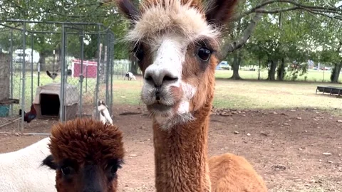 Two Alpacas Pan Stock Footage 163077366