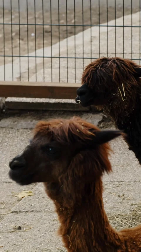 Two alpacas rest inside a zoo enclosure near a metal fence. The scene represents Stock Footage 325741099