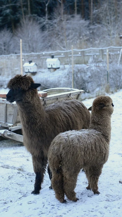 Two Alpacas Standing on a Snowy Farmyard in Winter. Vertical video. Stock Footage 324913152
