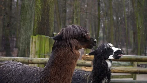 Two alpacas under the falling snow in the Krakow Zoo 動画素材 126826791
