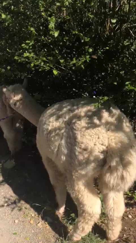 Two alpacas walk through leafy brush Stock Footage 124391005