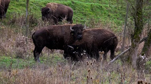 Two alpha male Bison Head-butting for dominance of the heard Video stock 224061602