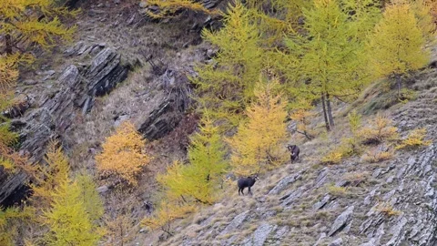 Two Alpine chamois male in the mating season (Rupicapra rupicapra) Stock Footage 340056003