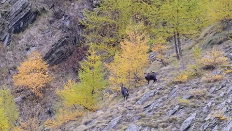 Two Alpine chamois male in the mating season (Rupicapra rupicapra) Stock Footage 340056578