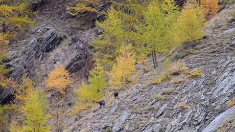 Two Alpine chamois males in the mating season (Rupicapra rupicapra) Stock Footage 340055743