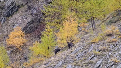 Two Alpine chamois males in the mating season (Rupicapra rupicapra) Stock Footage 340057219