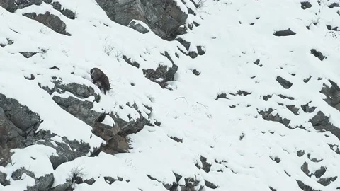 Two Alpine chamois on snow (Rupicapra rupicapra) Stock Footage 236001908