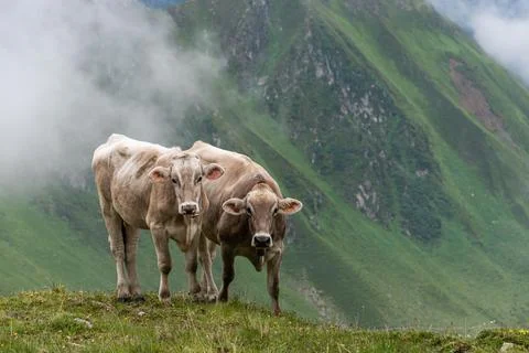 Two alpine cows looking straight into the lens on a field of wildflowers Stock Photos