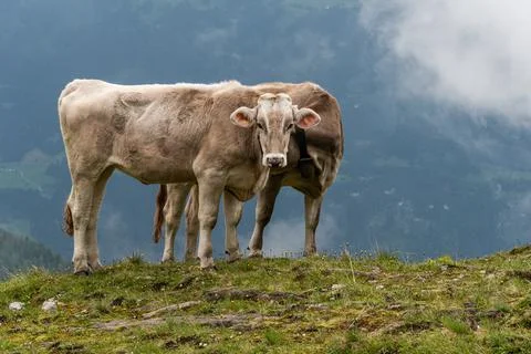 Two alpine cows with one head on a field of wildflowers in the scenic of Alps Stock Photos
