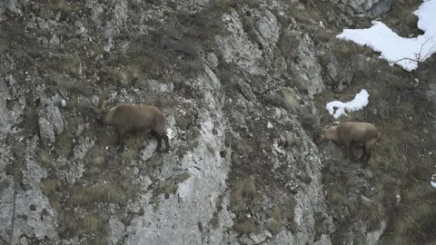 Two Alpine ibex (Capra ibex) male Video stock 256569723