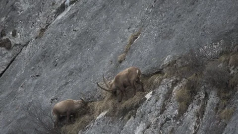 Two Alpine ibex (Capra ibex) male Video stock 256569740