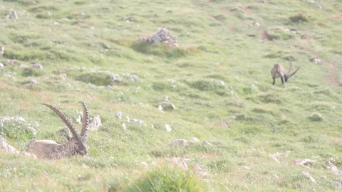 Two Alpine ibex grazing in the mountains of Schneibstein Austria on a Stock Footage 105590315