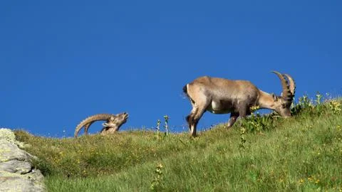 Two alpine ibex on a meadow Stock Photos