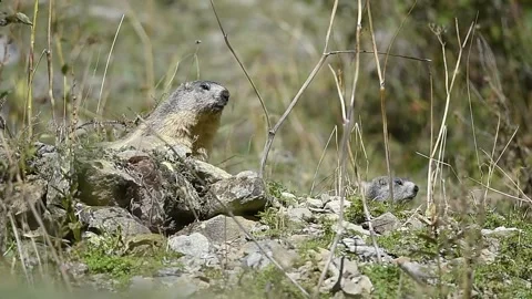Two Alpine marmot Video stock 255577980