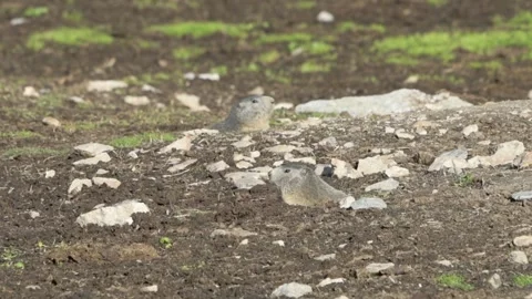 Two alpine marmot Video stock 255577983