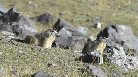 Two alpine marmot Video stock 255577995