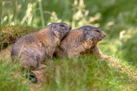 Two Alpine marmots Stock Photos