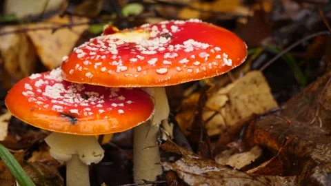 Two amanitas at autumn Stock Footage 281201649