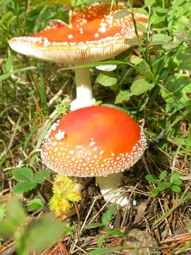 Two amanitas Stock Photos