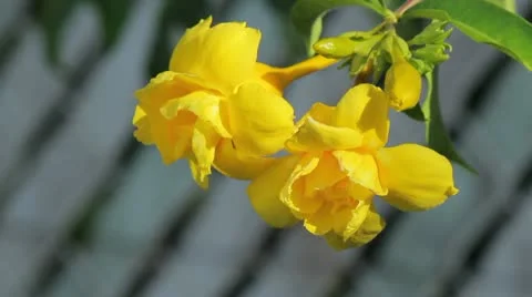 Two amapola flowers Stock Footage 12097152