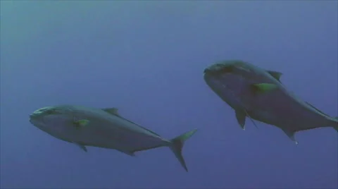 Two amber jackfish in blue water, close shot, tracking Video stock 43215976