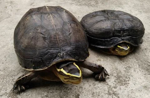Two Amboina box turtles Cuora amboinensis close up front view Stock Photos