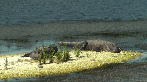 Two American Alligators Catching Some Sun Stock Footage 32859296