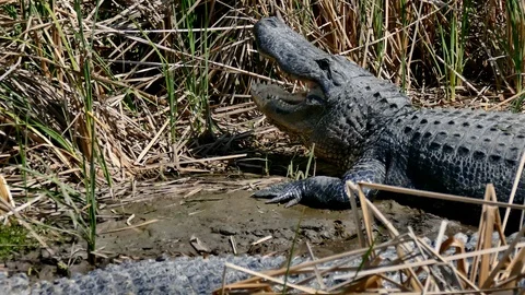 Two American alligators sunning in mud of marsh at Port Aransas, Texas. Stock Footage 101442902