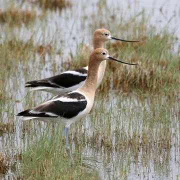Two American Avocets Stock Photos