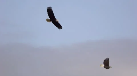 Two American Bald Eagles In Flight, Birds, Fly, Flying Stock Footage 276291058