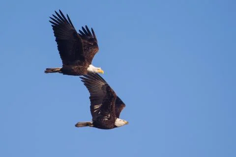 Two american bald eagles in flight Stock Photos