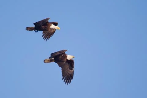Two american bald eagles in flight Stock Photos