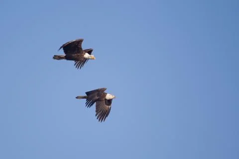 Two american bald eagles in flight Stock Photos