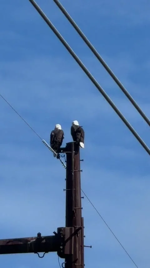 Two American Bald Eagles stationed on high outdoor perch. Видео 345284575