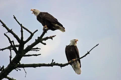 Two american bald eagles in a tree Foto stock