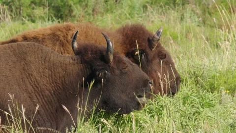 Two American bison resting in the grass on a hot summer day Stock-Footage 246944371