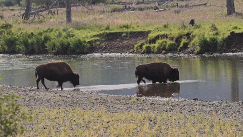 Two American Bison Wading Across River in Lamar Valley Stock Footage 344276700
