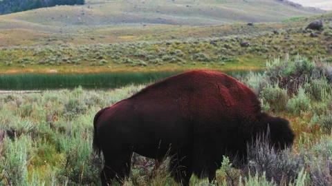 Two American Bison/Buffalo Eating Grass In Beautiful Wyoming Meadow At Sunset 4K Video stock 150772765