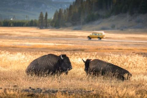 Two american bisons in meadow with running car in background. Stock Photos