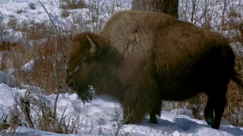 Two American bisons walking in the snow Stock Footage 113231240