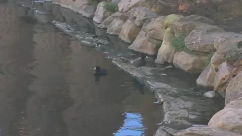 Two American Coot Ducks 스톡 동영상 156989682