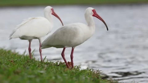 Two American White Ibis standing by a lake. Stock Footage 264406752