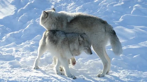 Two american wolfes playing in the snow 库存影片 141230830
