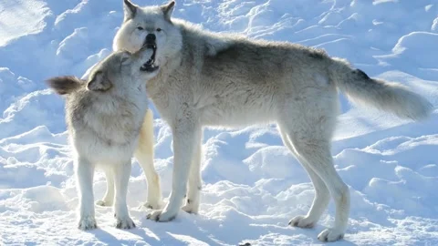 Two american wolfes playing in the snow 库存影片 141230865