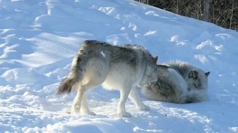 Two american wolfes playing in the snow 库存影片 141230964
