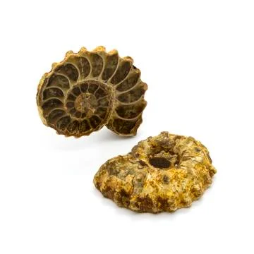Two ammonites Stock Photos