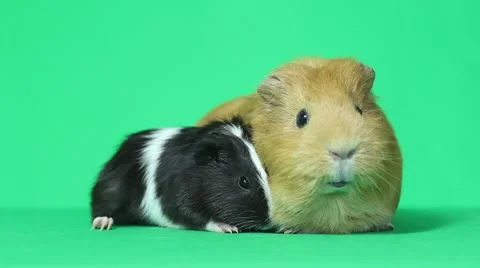 Two amusing multi-colored guinea pig Stock Footage 46442823