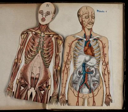 Two anatomical cut outs of a man, showing muscles, heart, kidneys and bladd.. Stock Illustration