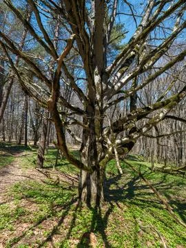 Two ancient beech trees grown together into one massive trunk Stock Photos